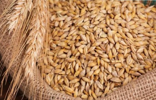Wheat
