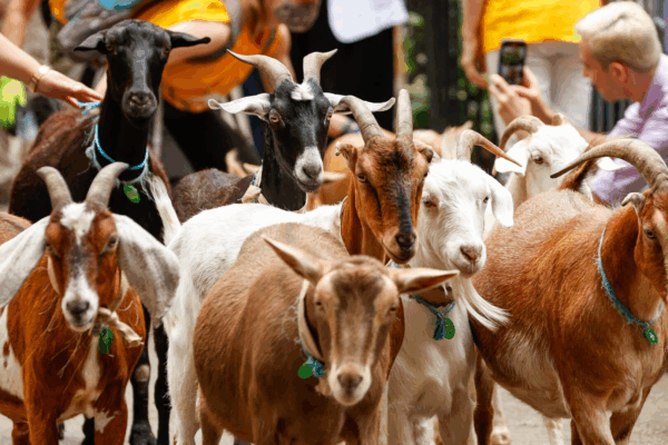 Goat - Image 2