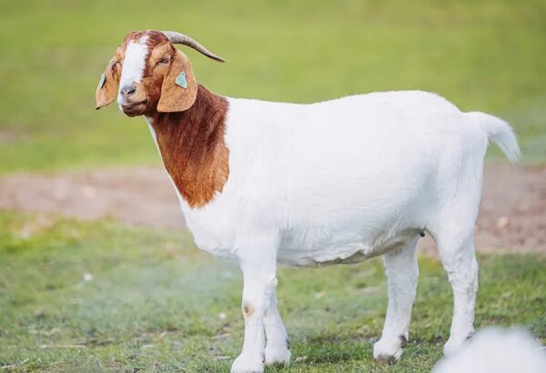 Goat - Image 3