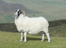 Lamb