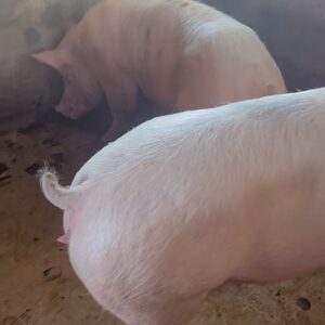 Pig