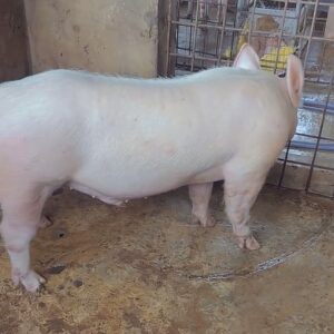 Pig