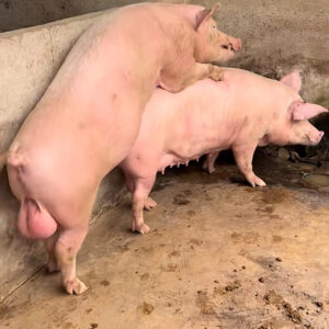 Pig