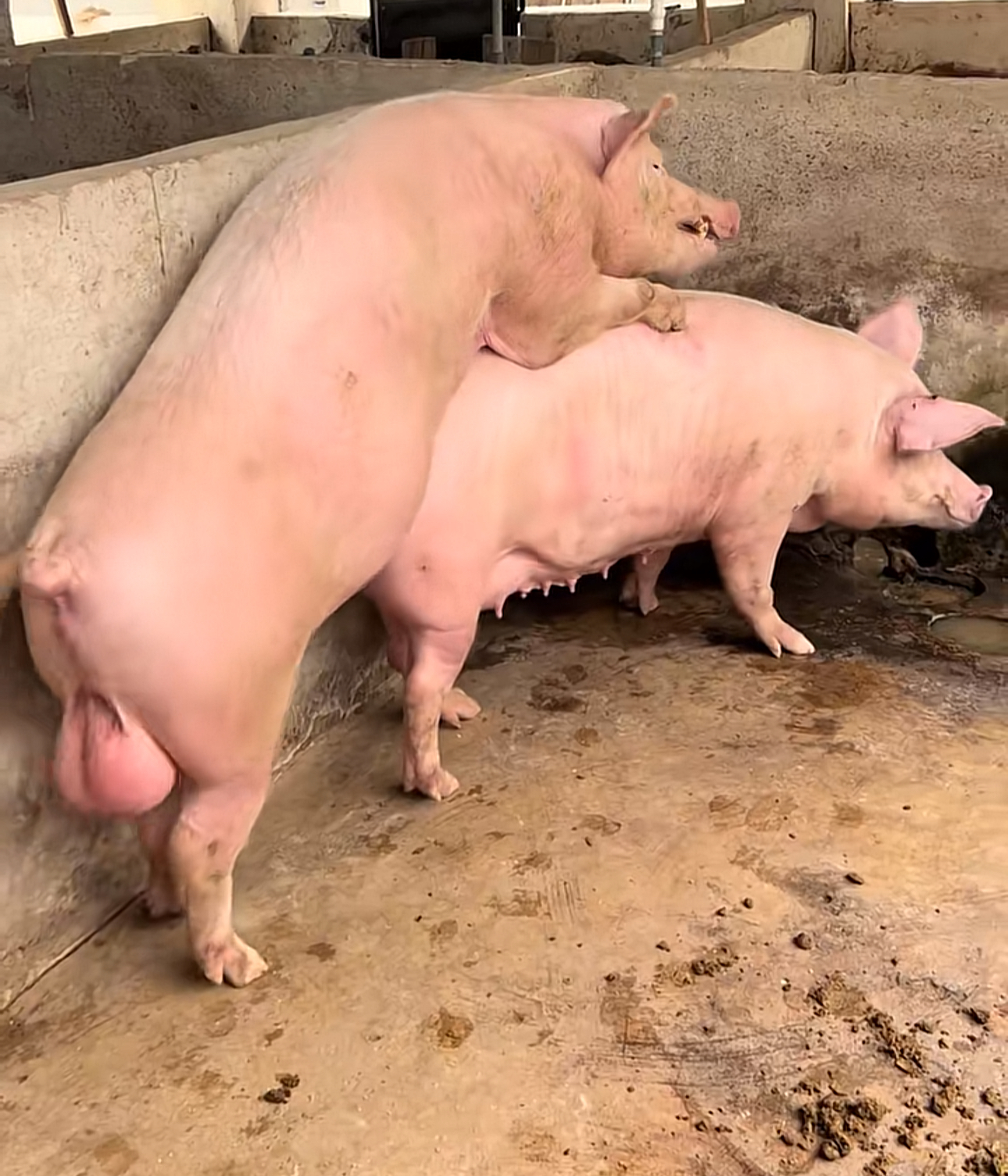 Pig