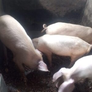 Pig