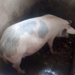 Pig- Big