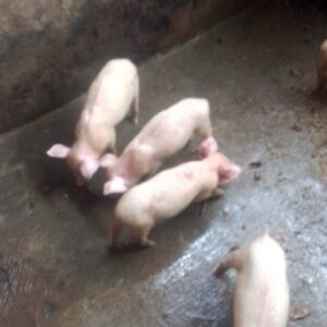 Pig- Small